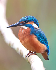 Common Kingfisher (Alcedo atthis)