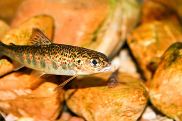 young salmon