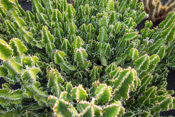 Giardino dei cactus - Lanzarote - Canarie