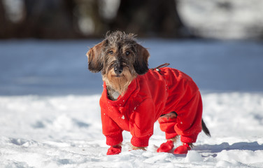 Bassotto con cappotto sulla neve