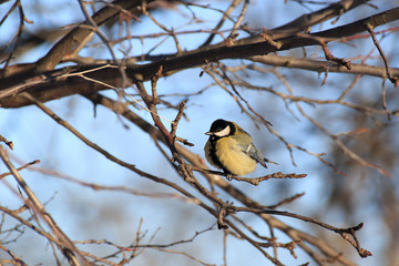 Great tit on a tree at winter