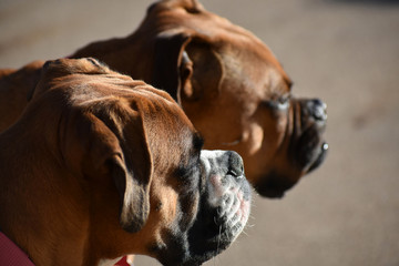 Boxer Dogs Looking Afar