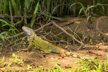 Green iguana walking the Waterside of the old Belize river