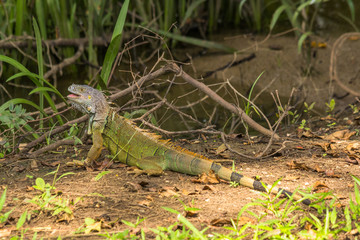 Green iguana walking the Waterside of the old Belize river