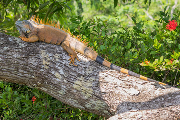 Male green Iguana lying on a tree trunk