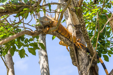 Male green Iguana relaxing in a tree near the old Belize river.