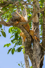 Male green Iguana relaxing in a tree near the old Belize river.