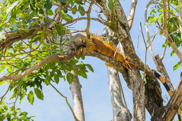 Male green Iguana relaxing in a tree near the old Belize river.