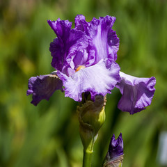 Iris barbata elatior 'Lilac Treat'