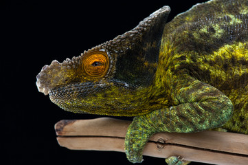 chameleon lizard isolated on black background
