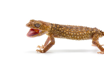 lizard gecko isolated dhite bacground