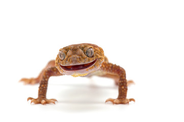 gecko lizard isolated on white background
