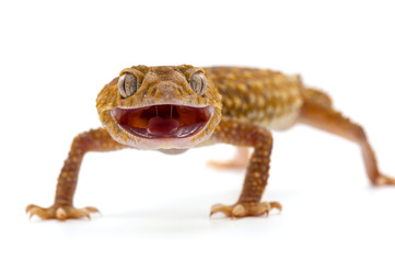 lizard gecko isolated dhite bacground