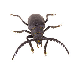isolated beetle