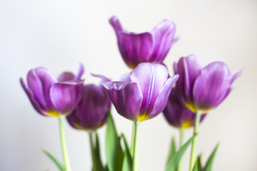 Obraz premium Purple Tulips