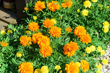 マリーゴールド　花　園芸