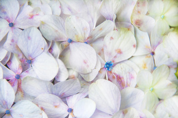 Hydrangeas, backgrounds.