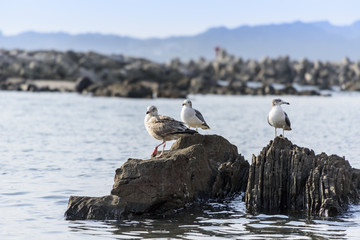 カモメ　海鳥　3羽