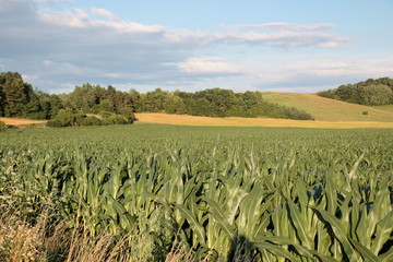 corn field surrounded by hills