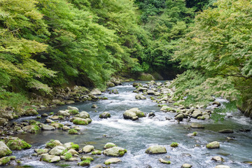 箱根　蛇骨川　河原
