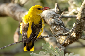 Female of Golden oriole. Oriolus oriolus