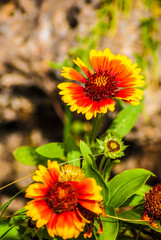 Castione della Presolana flore