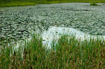 Obraz premium Dying Lake