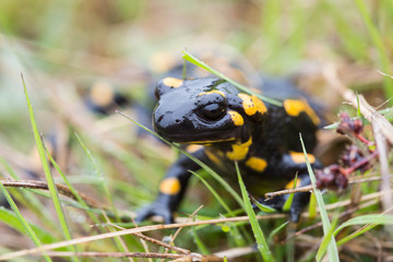 Fire salamander that looks out of the grass with rain drops