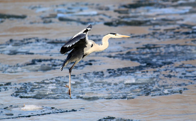 The grey heron ( Ardea cinerea ) flying over frozen river Danube covered with snow and ice , in Belgrade, Zemun, Serbia.
