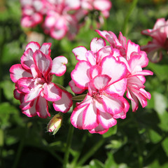 Géranium lierre double