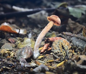 Autumn Fruiting Fungi