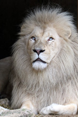 Naklejka premium White lion