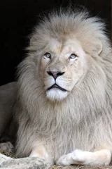 Photo sur Aluminium Lion Lion blanc