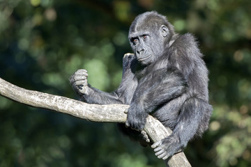 Gorilla