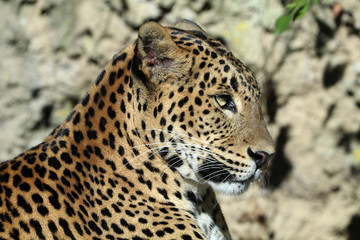 Fototapeta na wymiar Panthera pardus kotiya