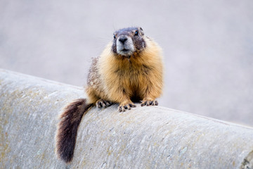 Marmot