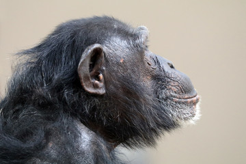 Chimpanzee
