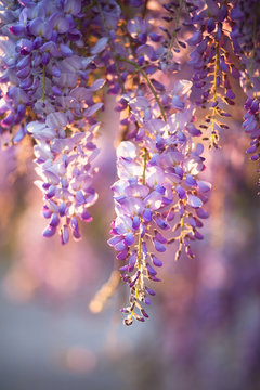 Beautiful wisteria flowers are blooming in spring on the sunset