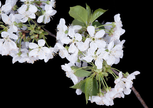 branch of cherry blossoms