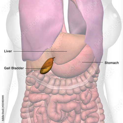 "Female Gall Bladder Anatomy Labeled" Stock photo and royaltyfree