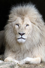 Obraz premium Biały lew
