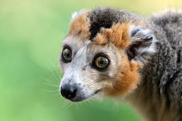 Crowned lemur