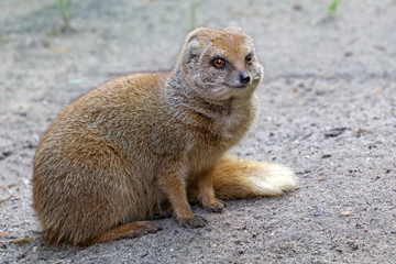 Mongoose