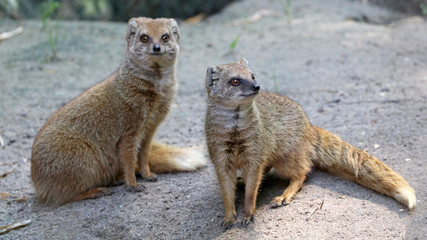 Fototapeta premium Mongoose