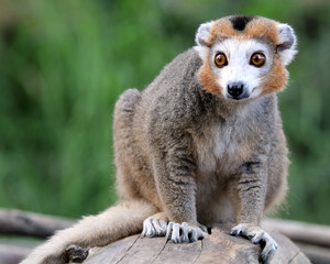 Crowned Lemur