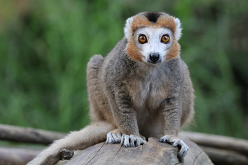 Crowned Lemur