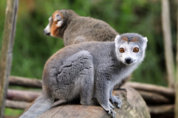 Crowned Lemur © Edwin Butter