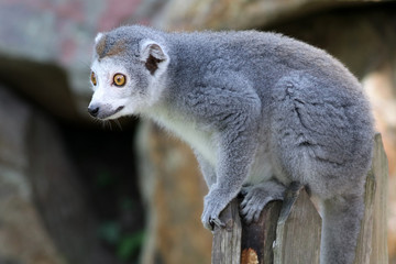 Fototapeta premium Crowned Lemur