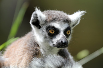 Ring-tailed lemur