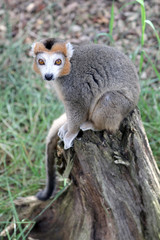 Crowned Lemur